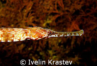 Latin name-Syngnathus tenuirostris.Bulgarian name-Delicat... by Ivelin Krastev 